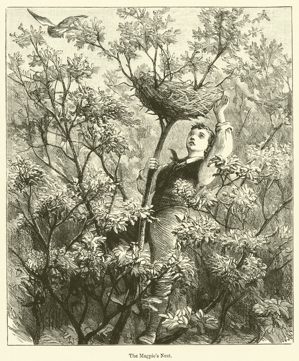 Het eksternest (gravure) door English School