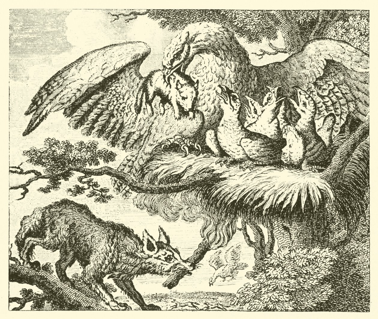 De adelaar en de vos (gravure) door English School