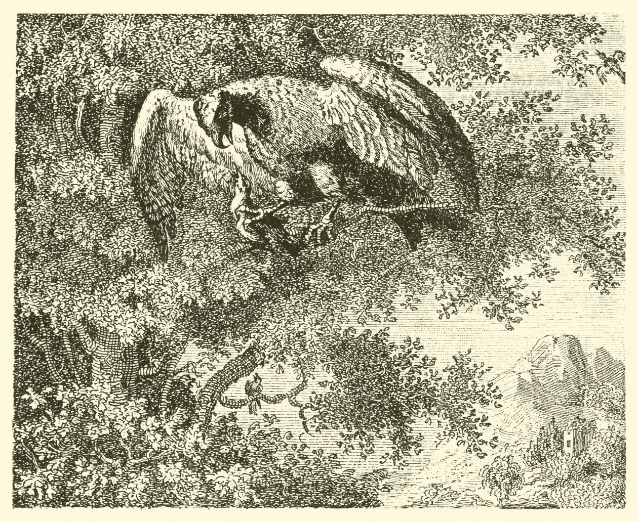 De havik en de nachtegaal (gravure) door English School