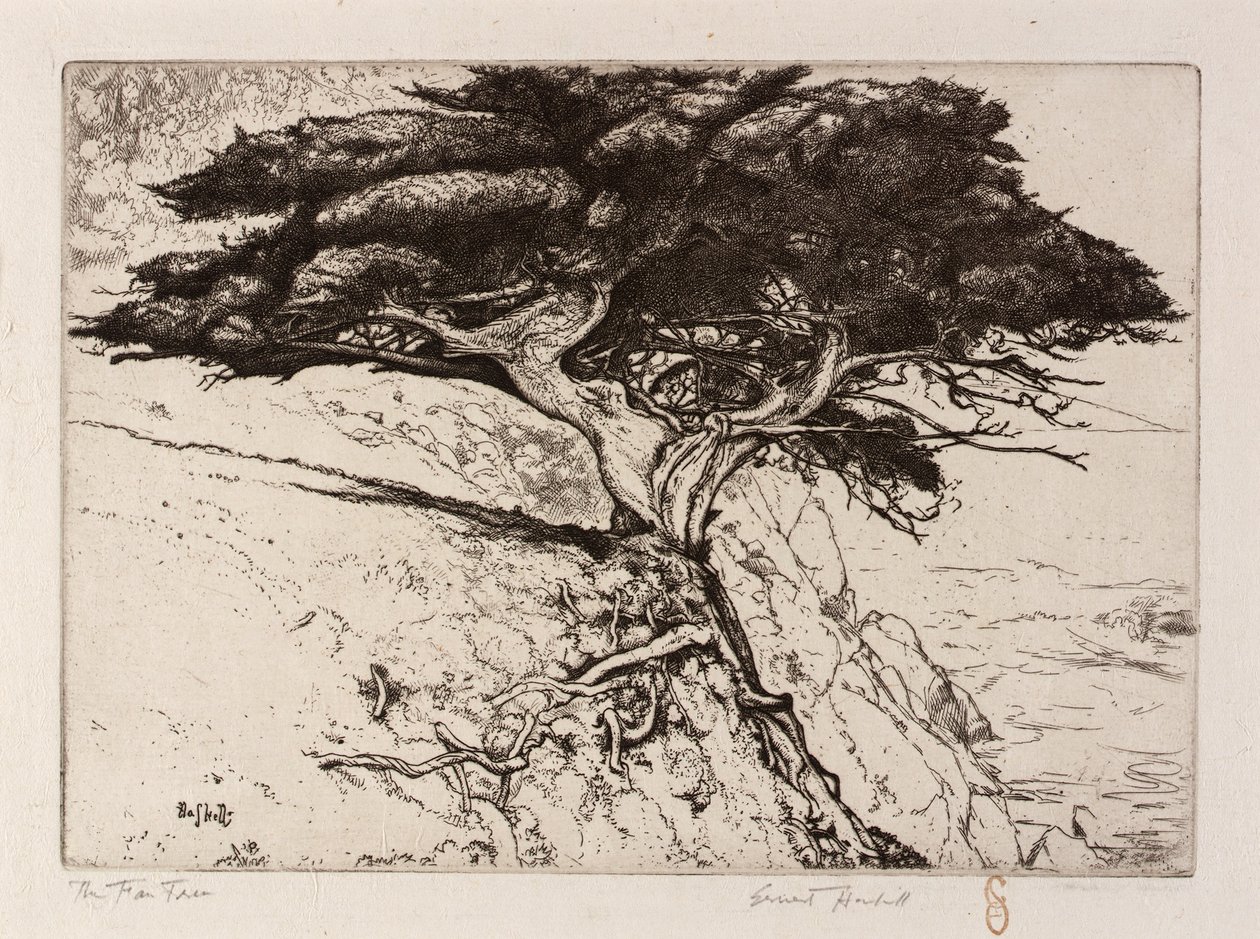 De waaierboom door Ernest Haskell