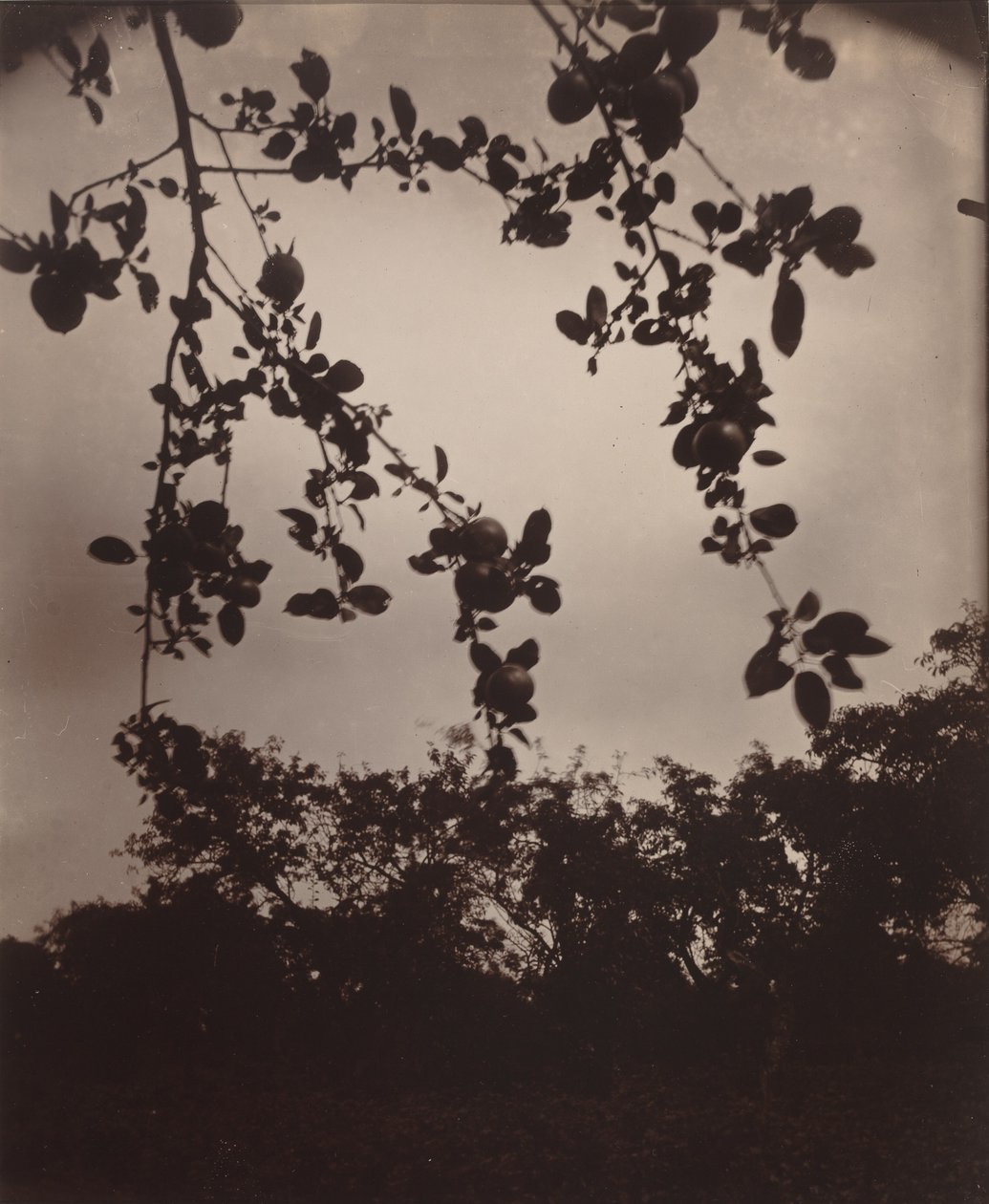 Appeltak, 1922/1923 (foto) door Eugène Atget