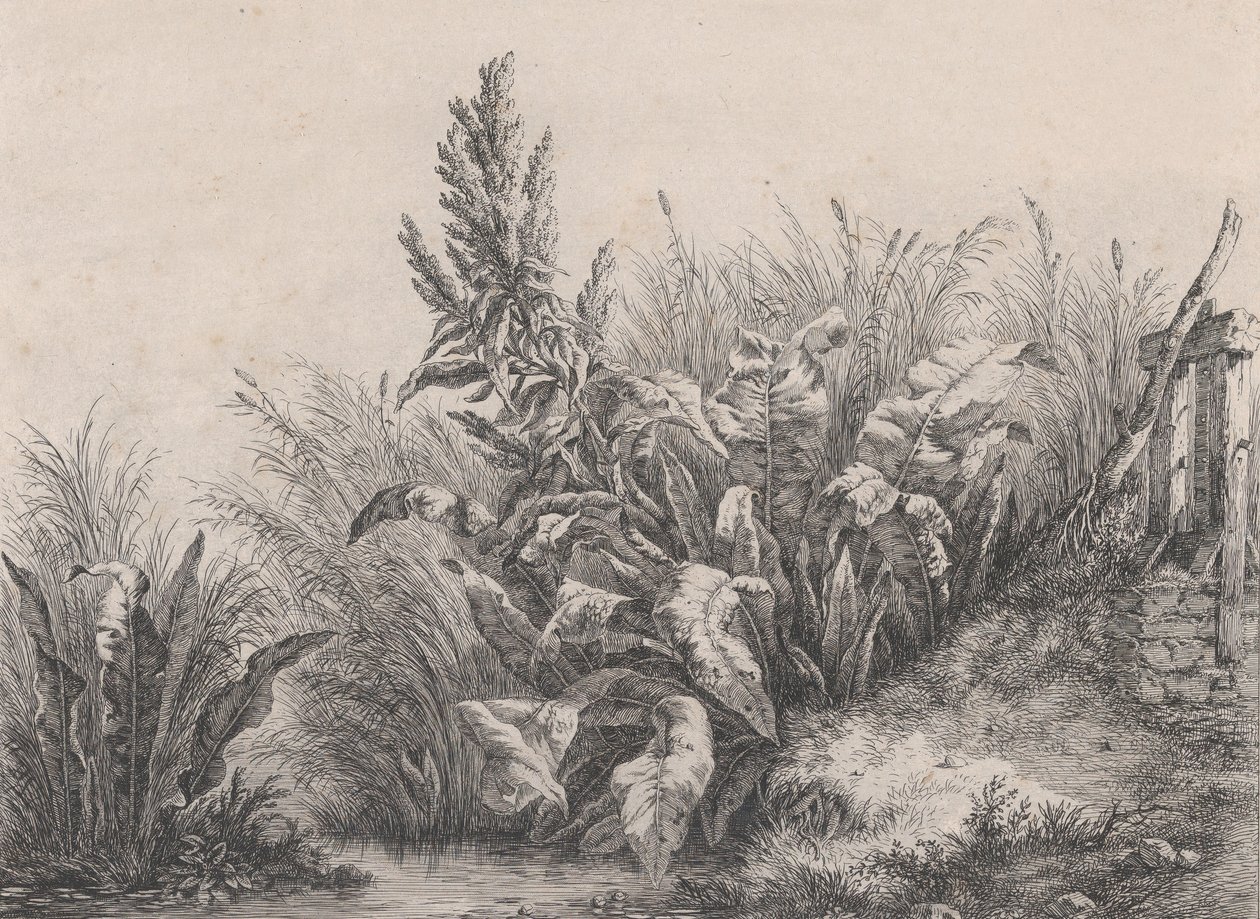 Grote waterzuringplant, 1840 door Eugene Bléry