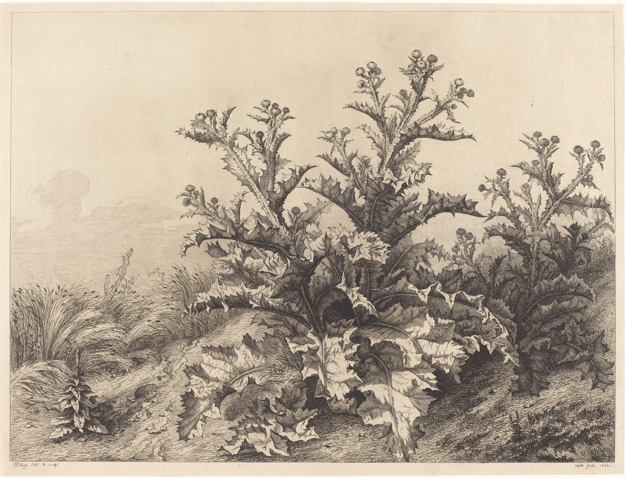 Grote distel, 1843 door Eugene Bléry
