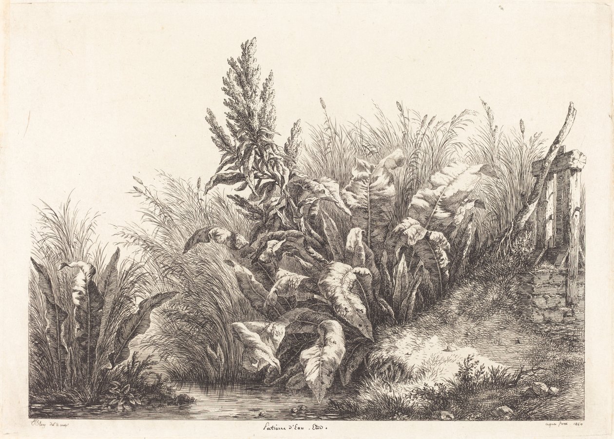 Geduldskruid, studie door Eugene Bléry
