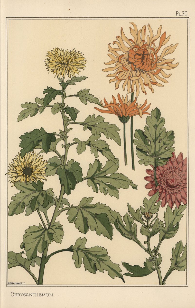 Chrysant botanische studie door Eugene Grasset