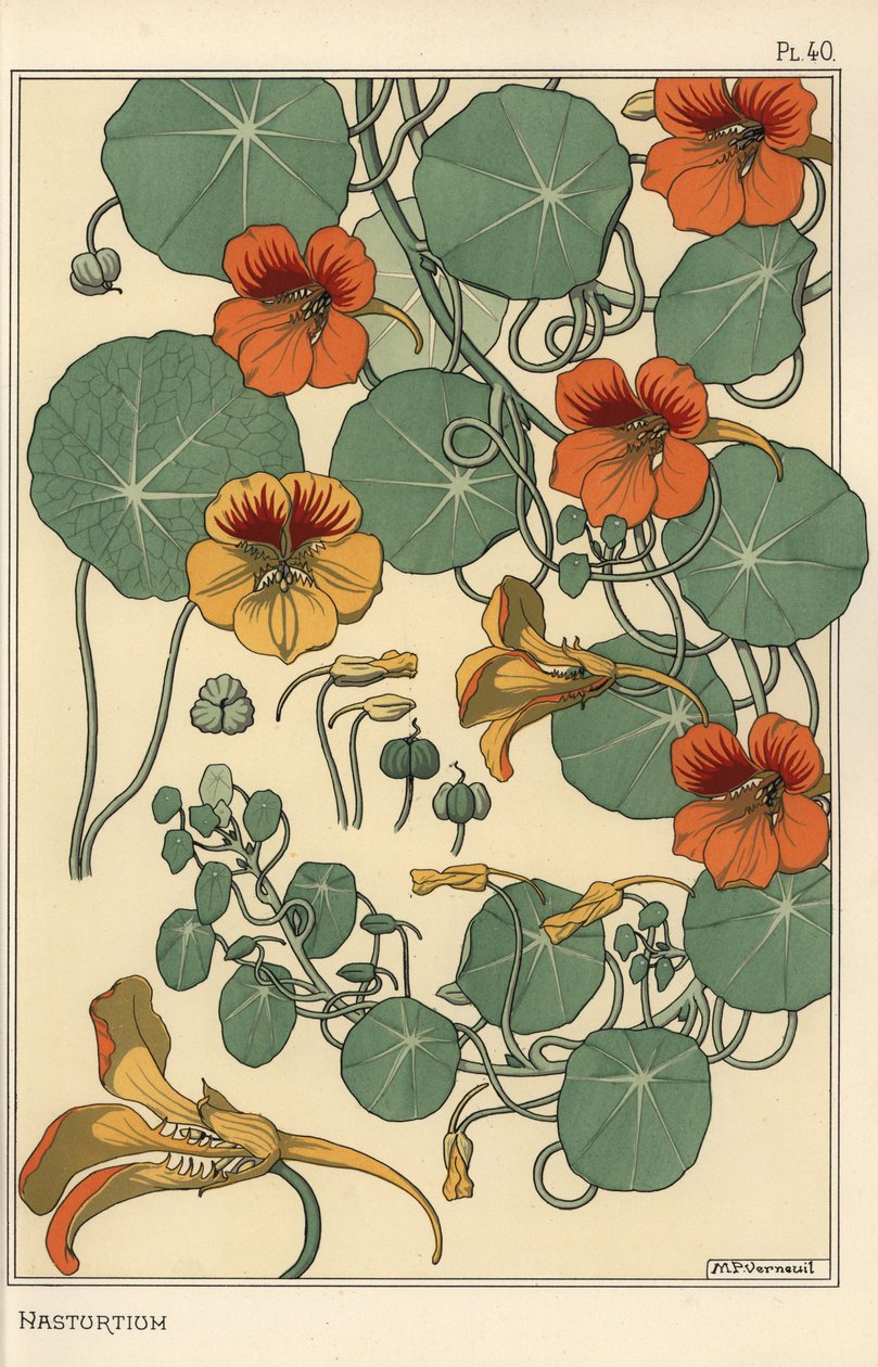 Nasturtium botanische studie door Eugene Grasset