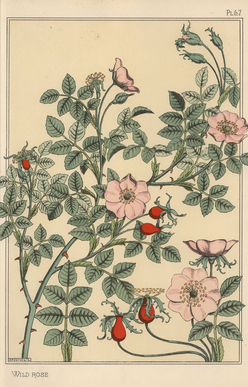 Wilde roos botanische studie door Eugene Grasset