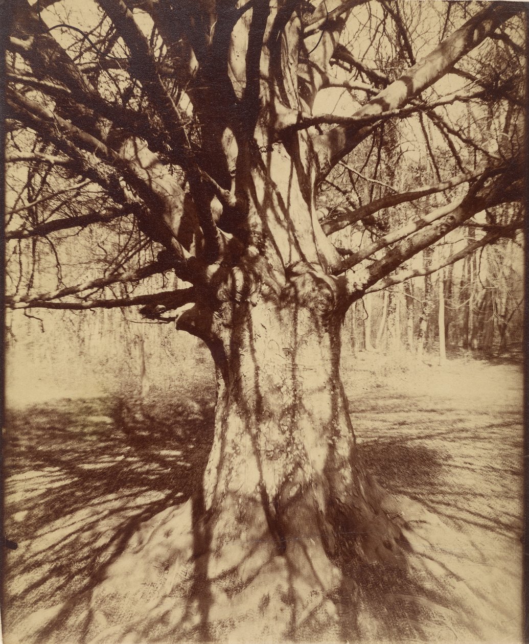 Boom (Garche) Beuk door Eugène Atget