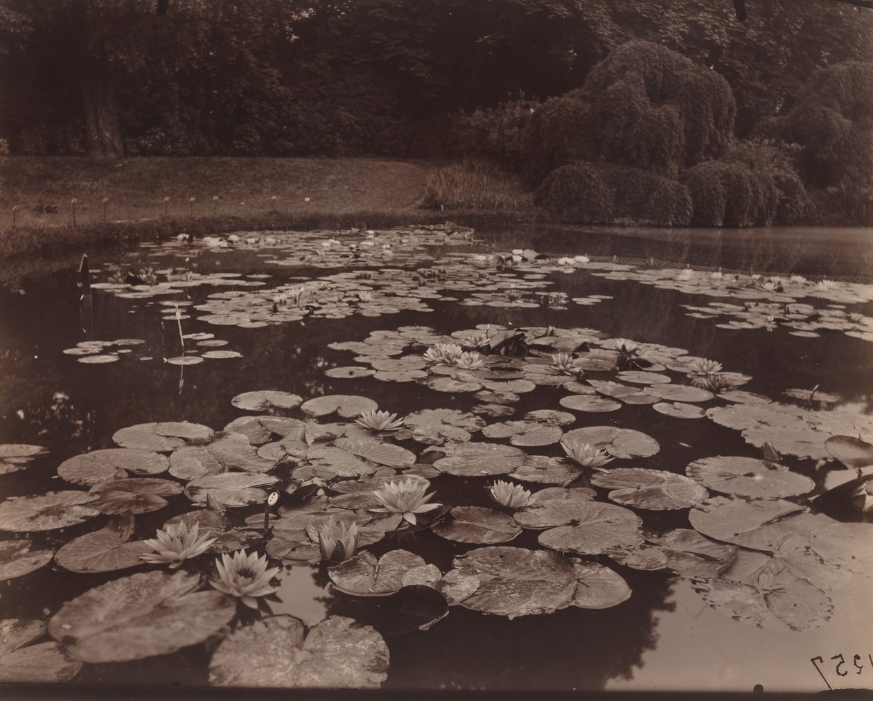 Waterlelies (Bagatelle) door Eugène Atget