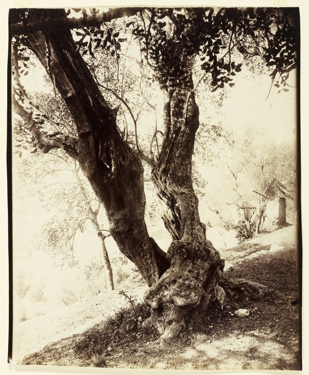 Olivier, Nice, ca. 1900 door Eugène Atget