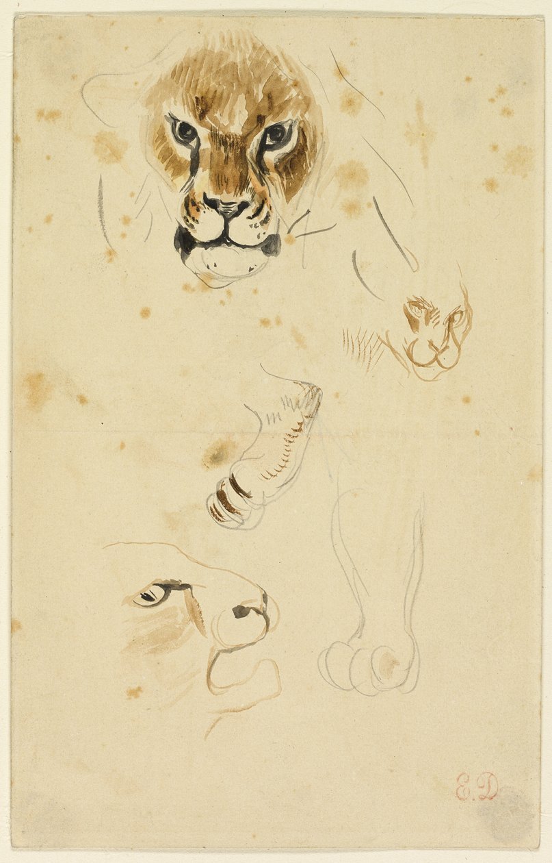 Koppen en poten van leeuwen door Eugène Delacroix