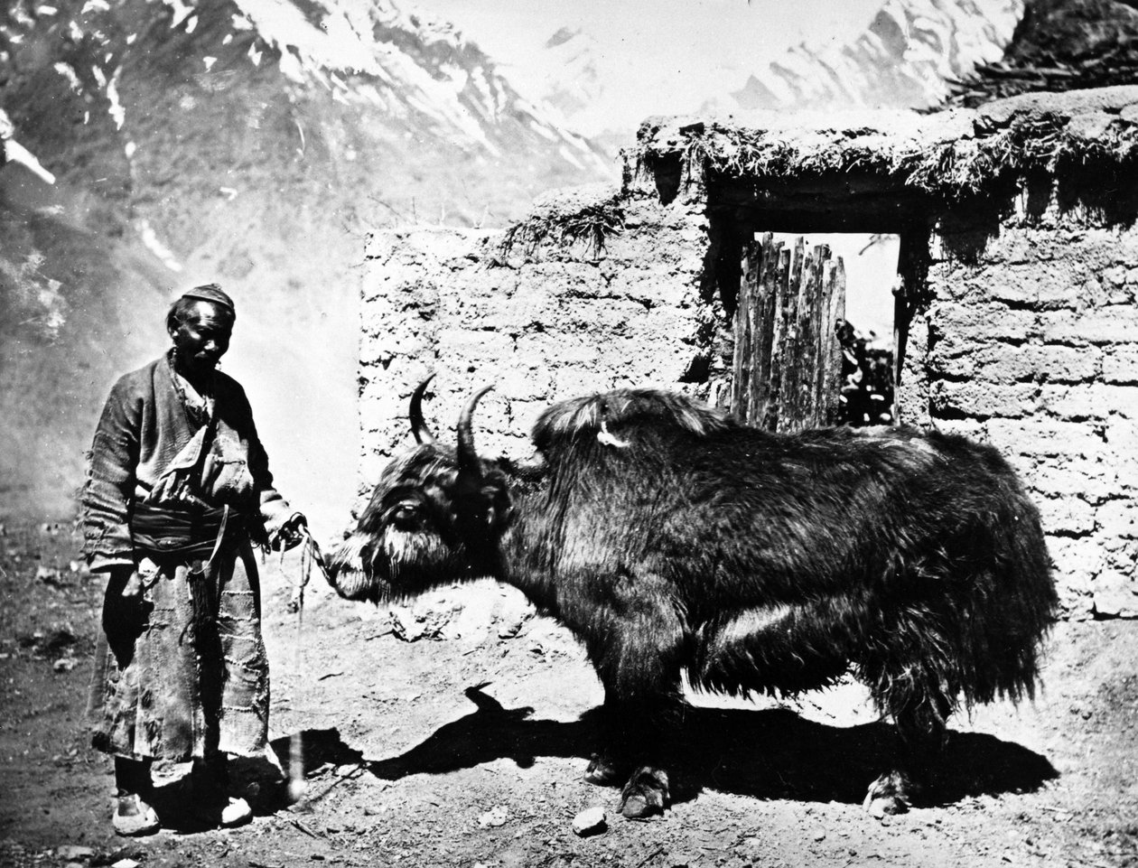 Ladakhi yak, ca. 1860-80 door European Photographer