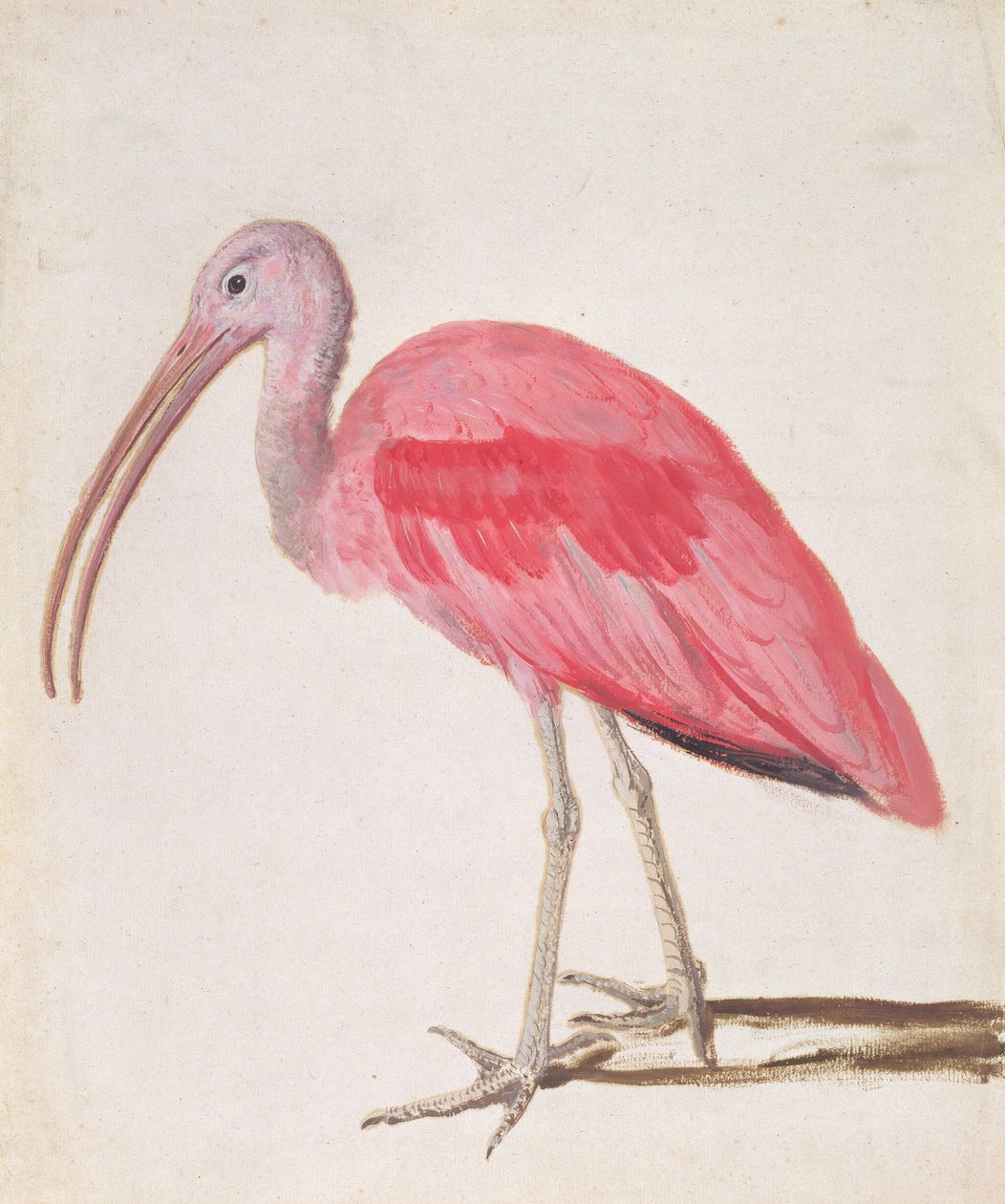 Portret van een Rode Ibis Vogel door European School