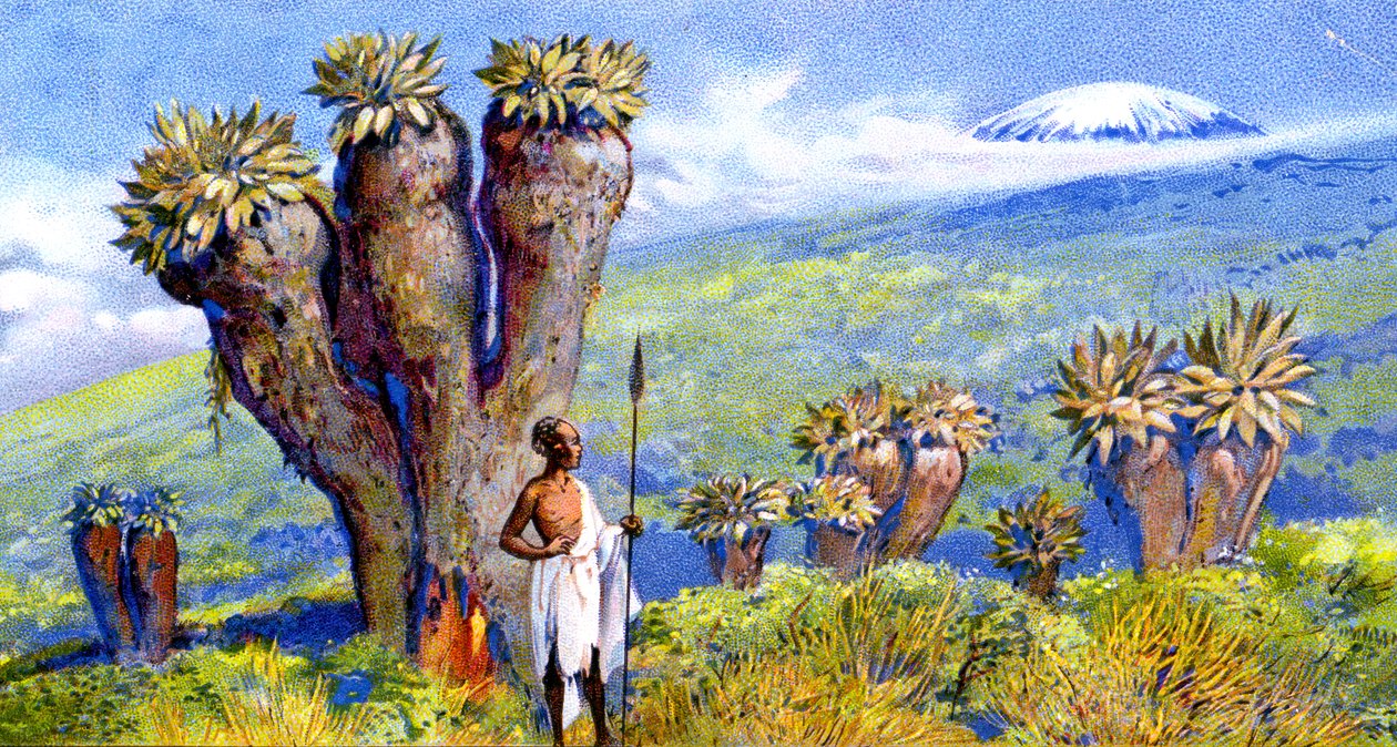 Reuzenkruiskruid, Kilimanjaro, Afrika door European School