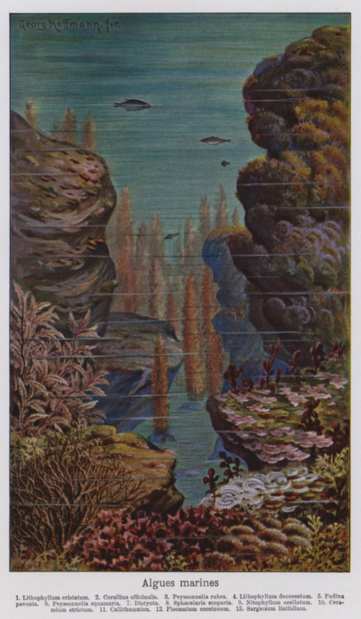 Zeealgen (kleurenlitho) door European School