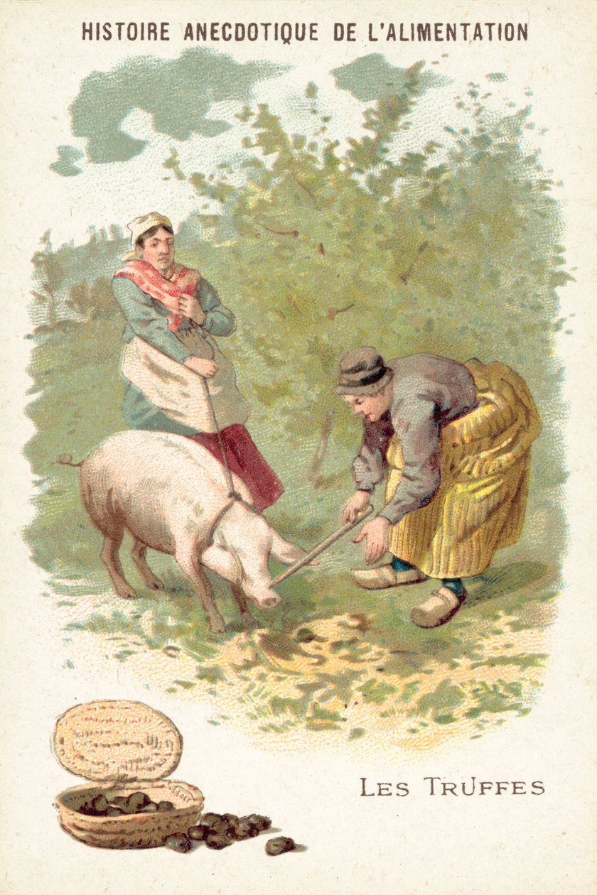 Truffels (chromolitho) door European School