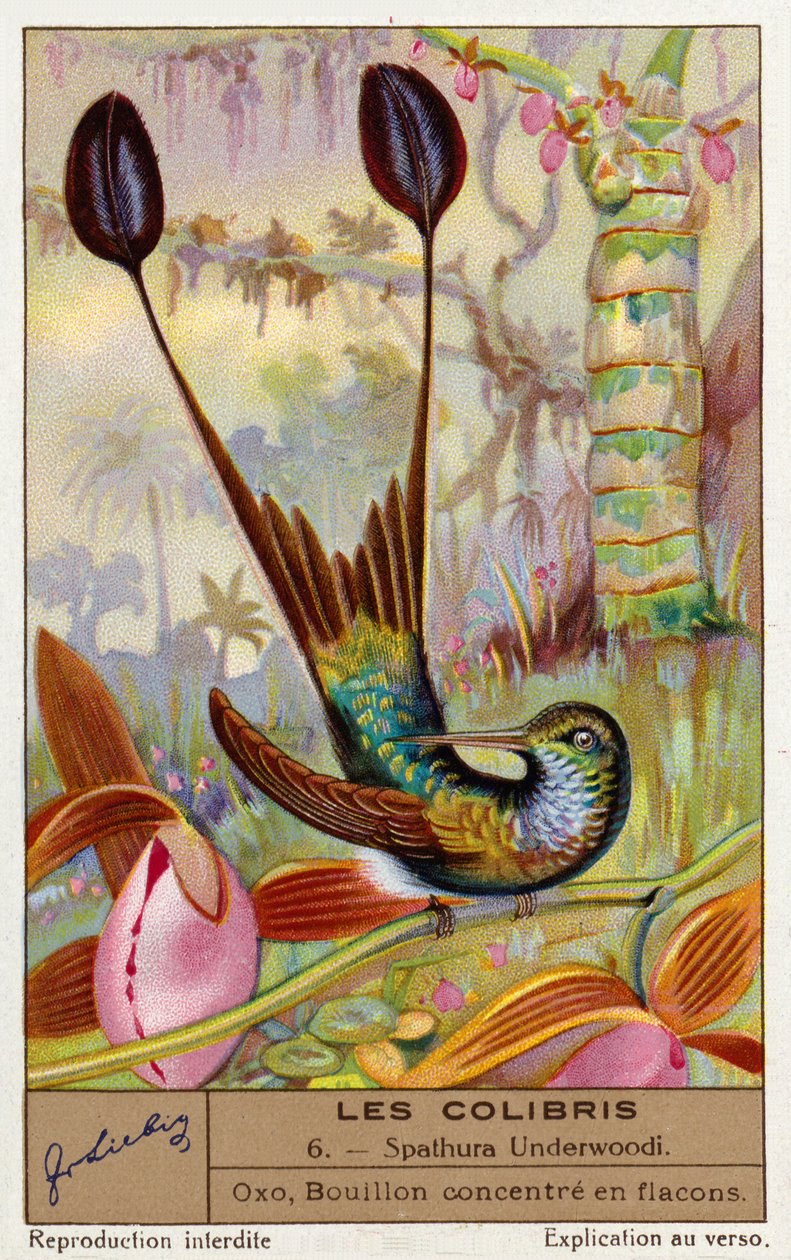 Witvoetracketstaart (Spathura Underwoodii) (chromolitho) door European School