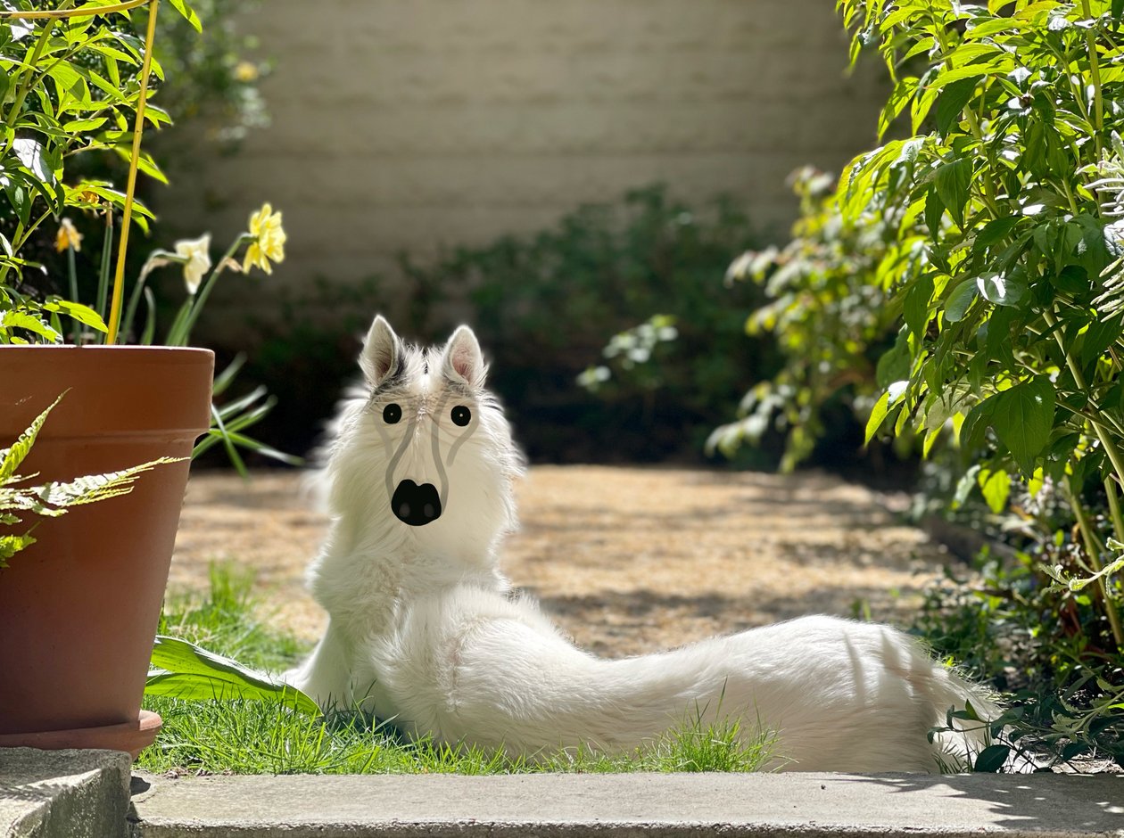 Achteruit Dog Brooklyn (digitale kunst) door Evan Sklar