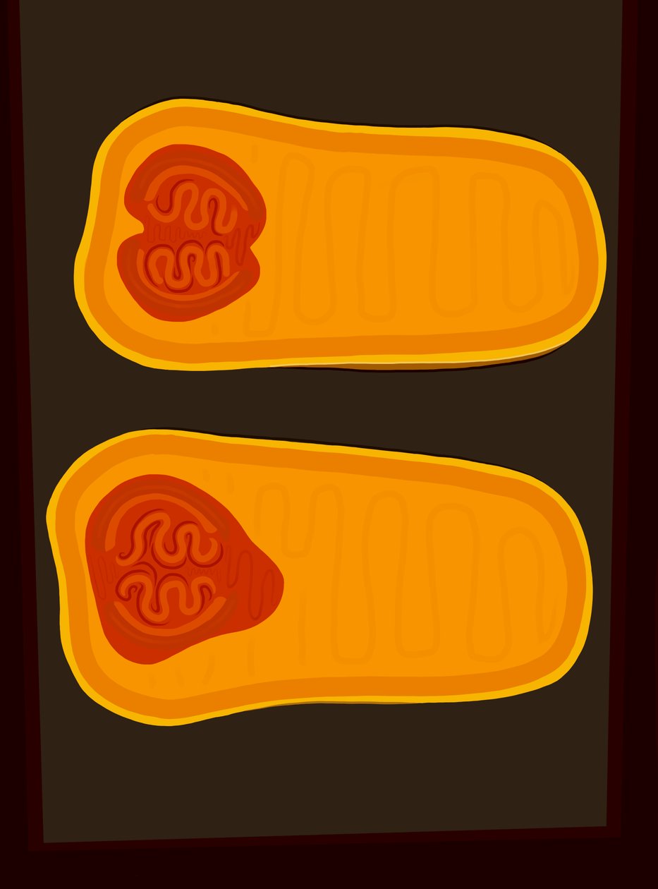 Butternut Squash (digitale kunst) door Evan Sklar