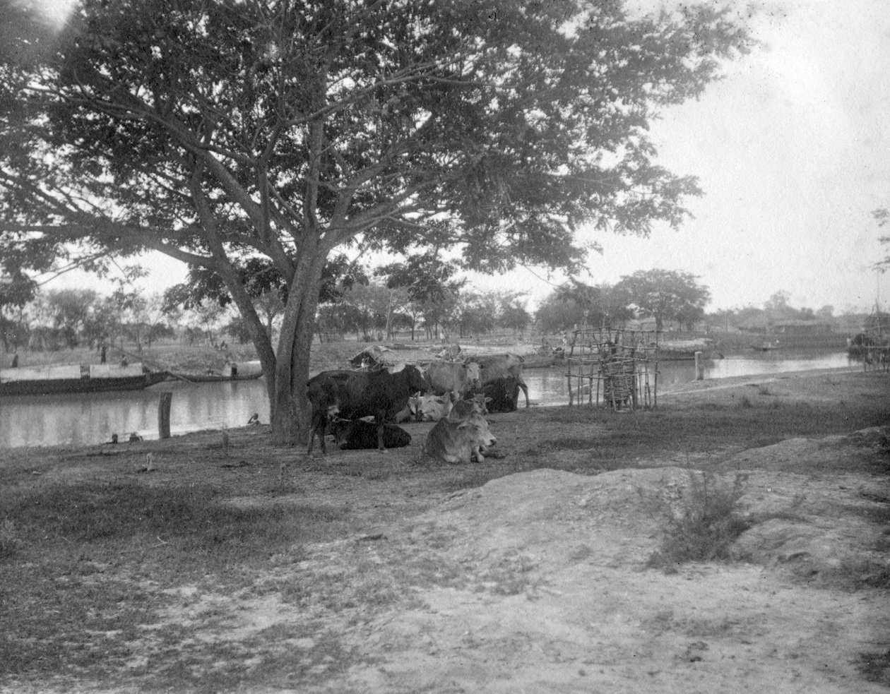 Vee, Alipore, India, 1905-1906 door F. L. Peters