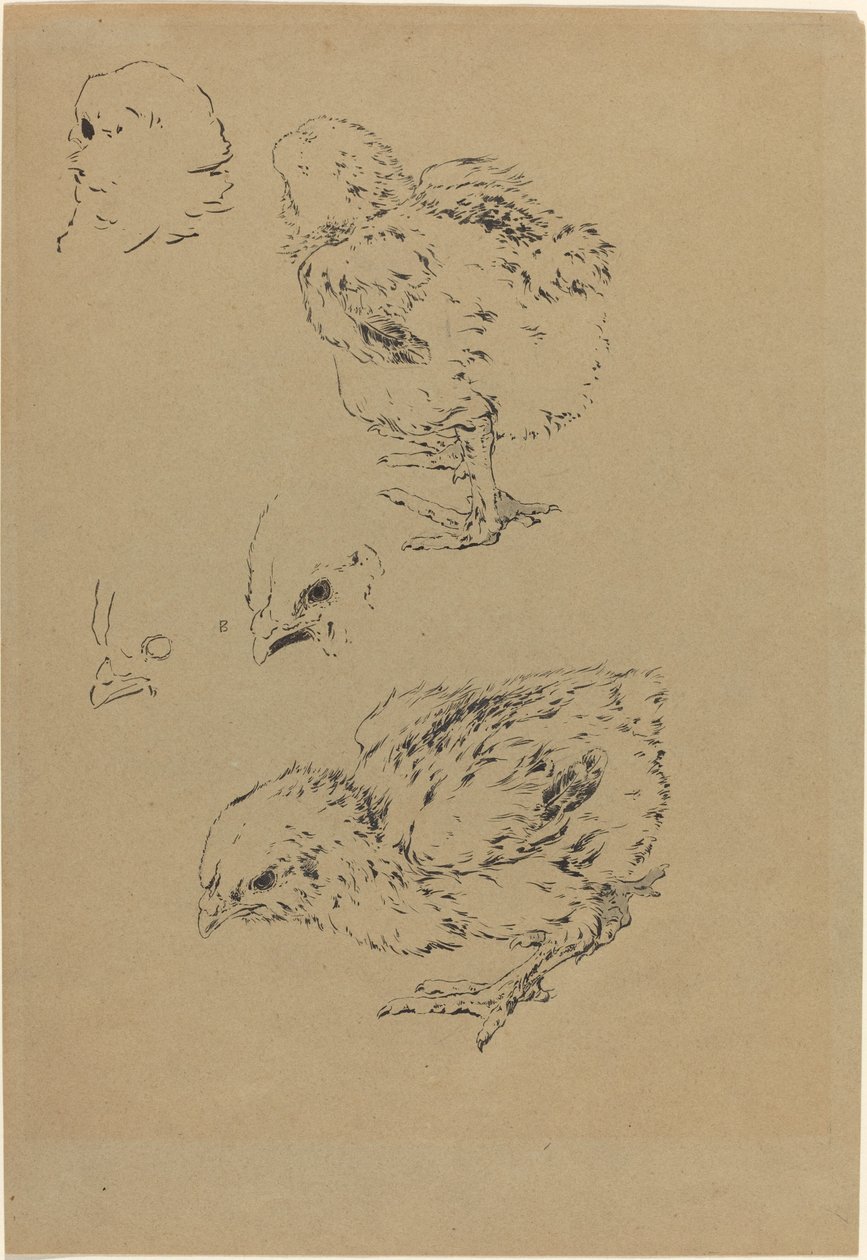 Kuikens door Felix Bracquemond