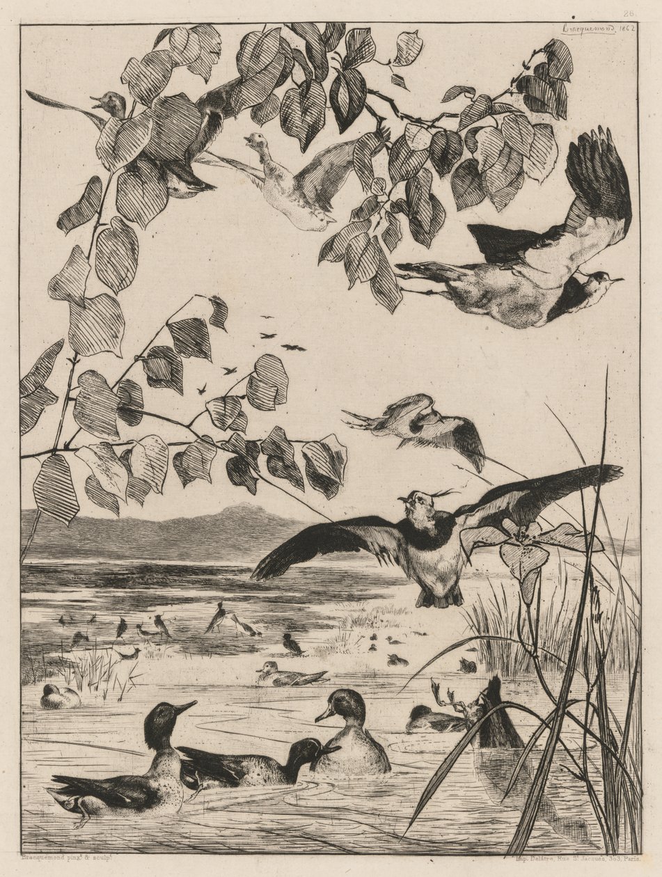 Kieviten en talingen, 1862 door Felix Bracquemond