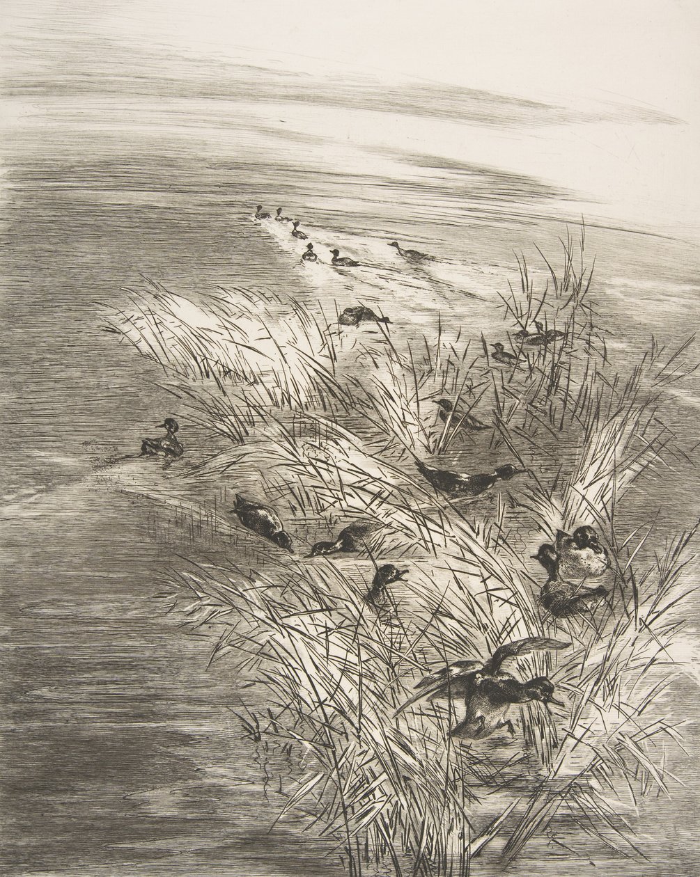 Riet en eenden, 1882 door Felix Bracquemond