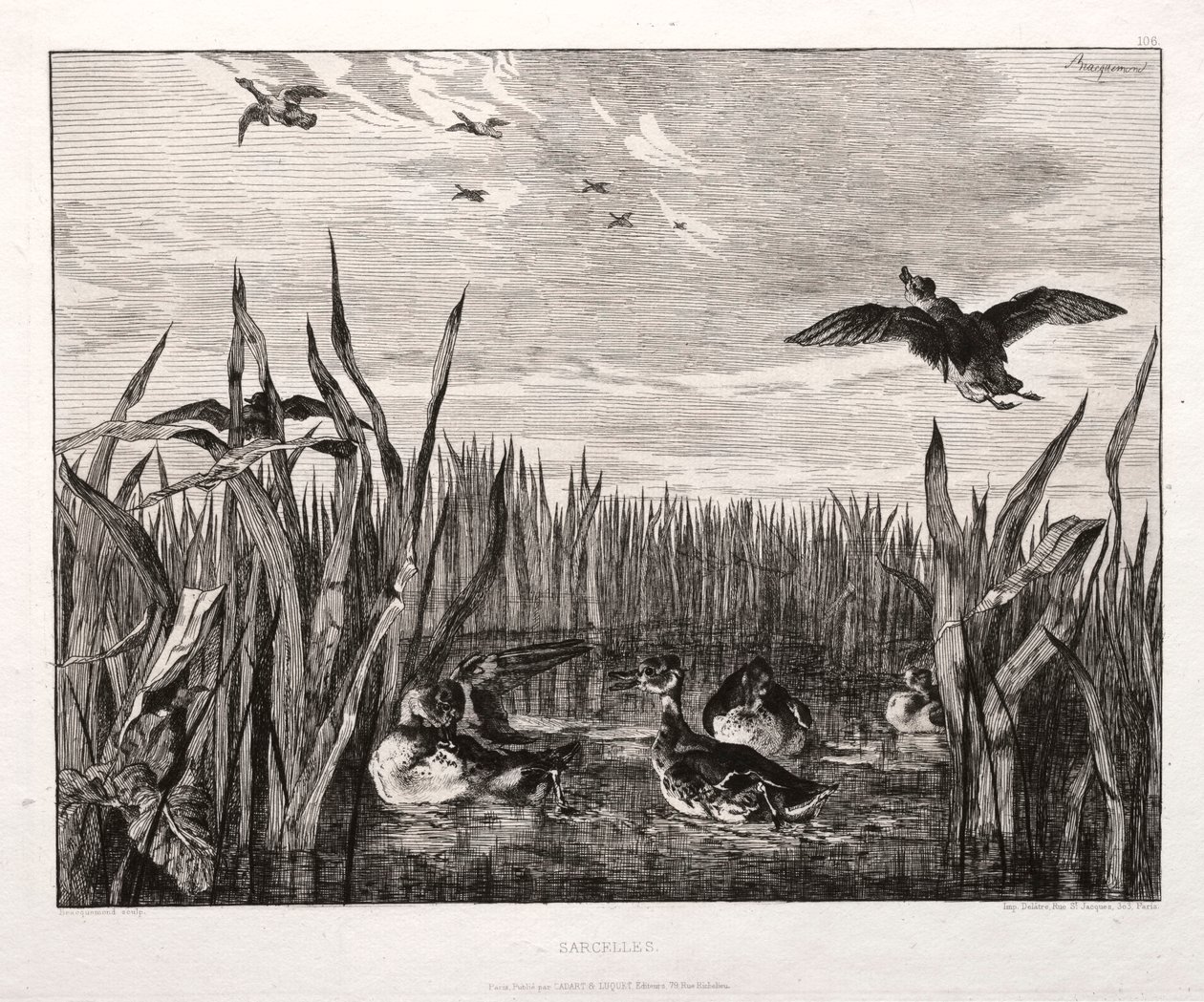 Tafeleenden door Felix Bracquemond