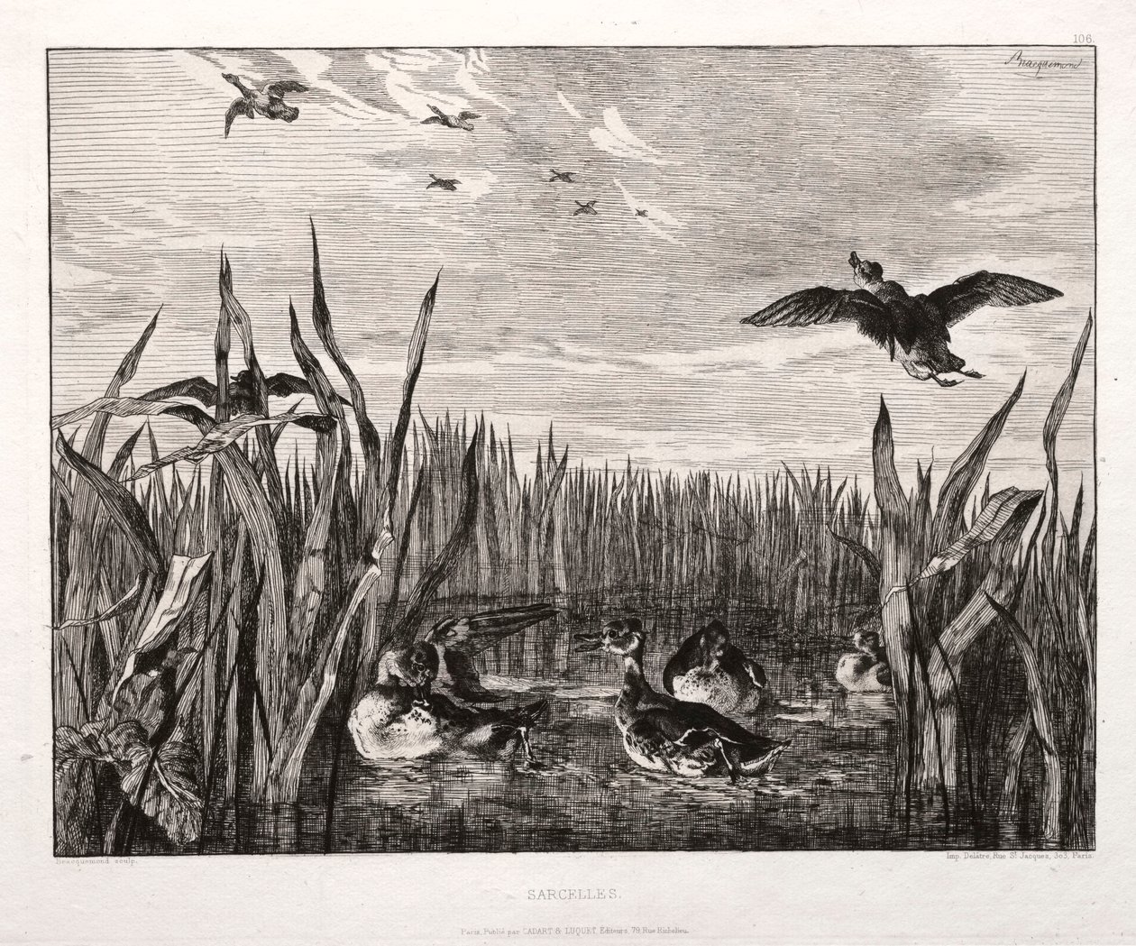 Teals, 1853 gedrukt 1864 door Felix Bracquemond