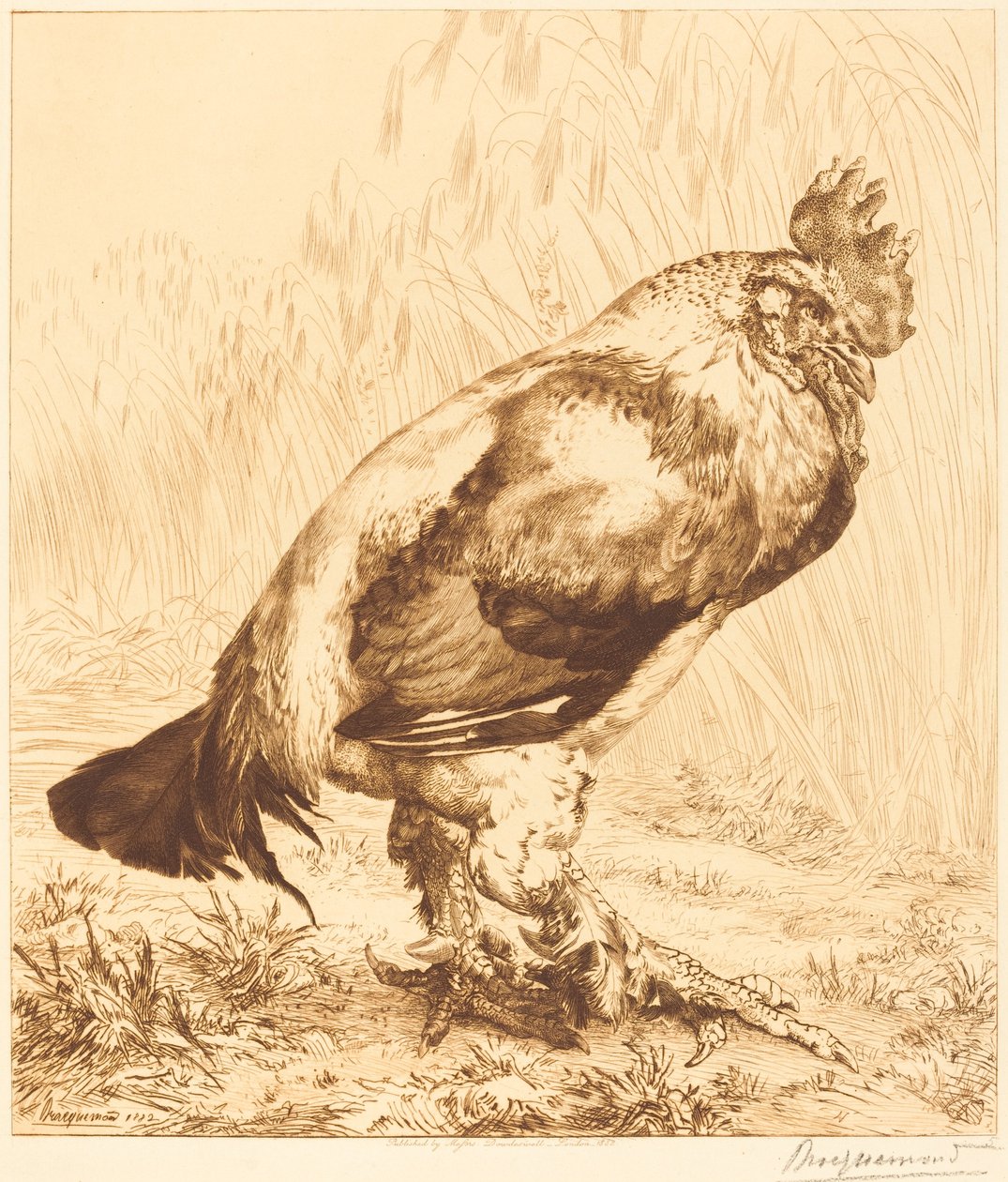 De Oude Haan door Felix Bracquemond