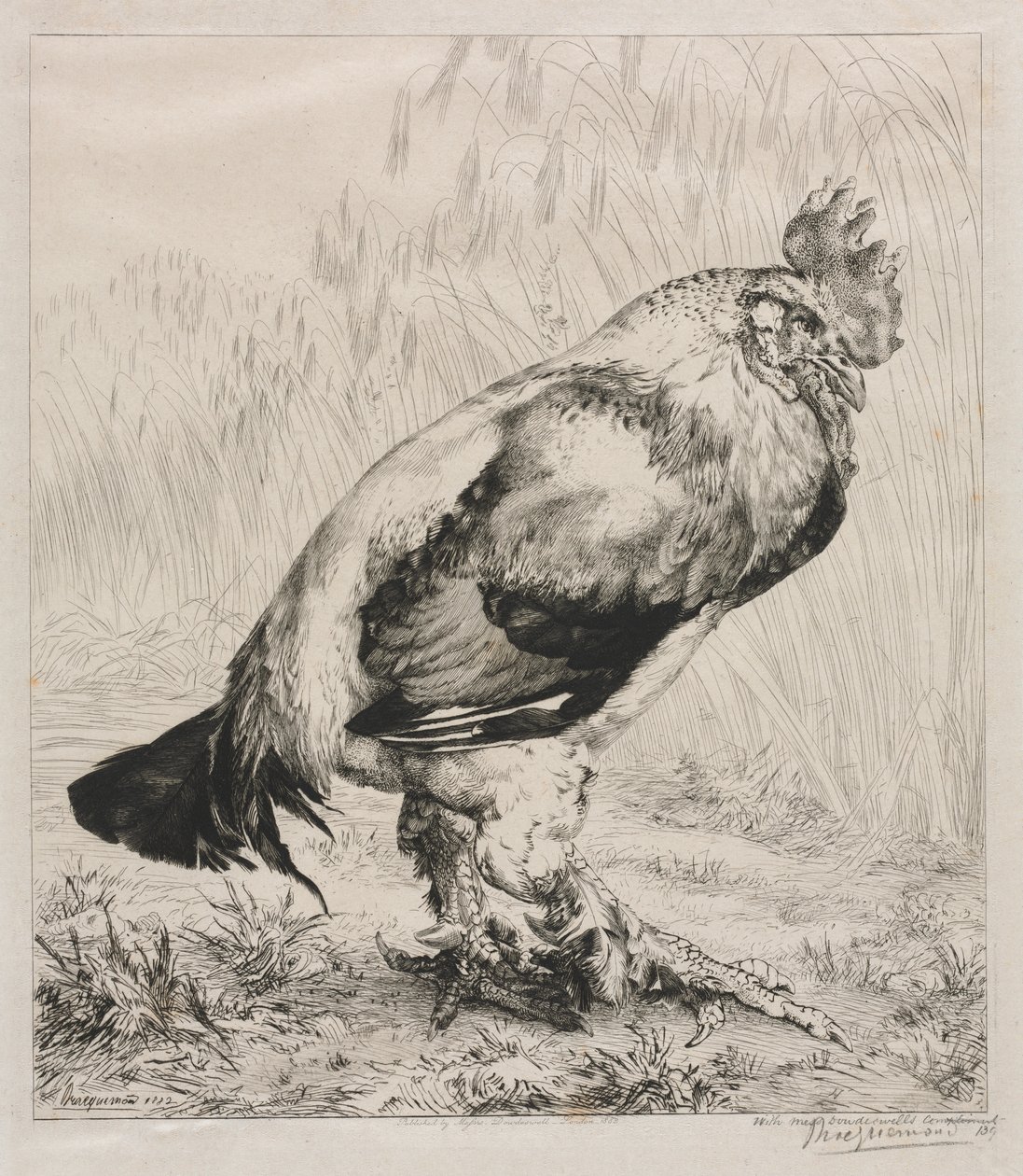 De oude haan door Felix Bracquemond