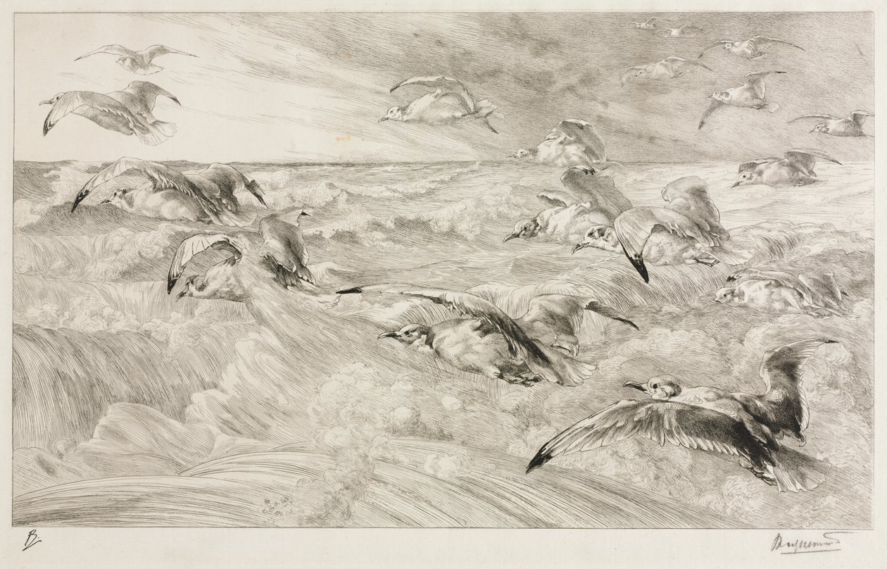De meeuwen door Felix Bracquemond