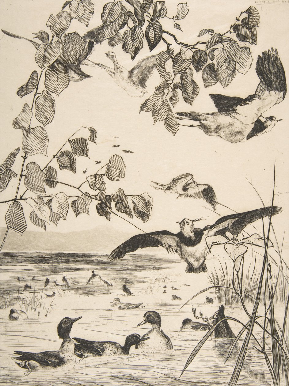 Kieviten en wintertalingen, 1862 door Felix Bracquemond