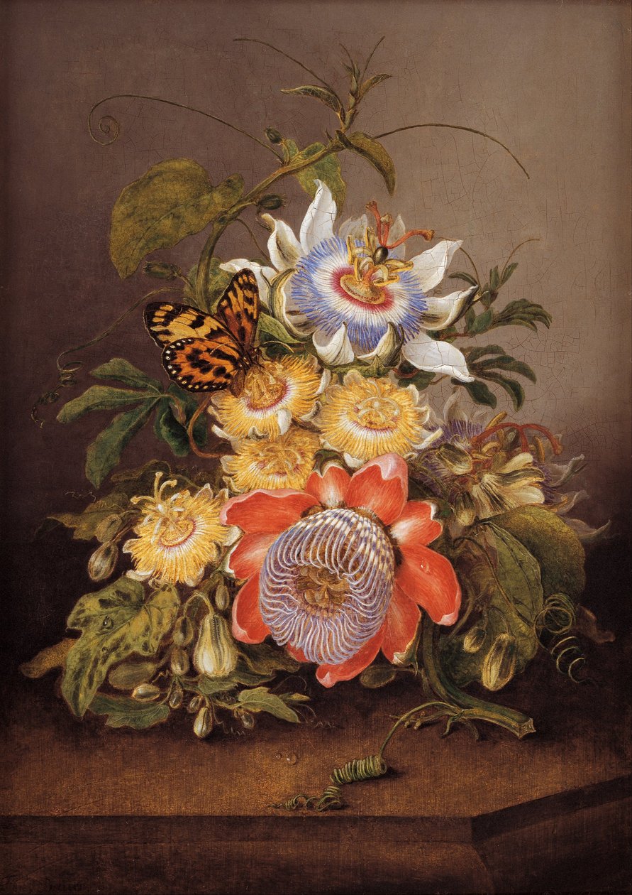 Passiebloemen door Ferdinand Bauer