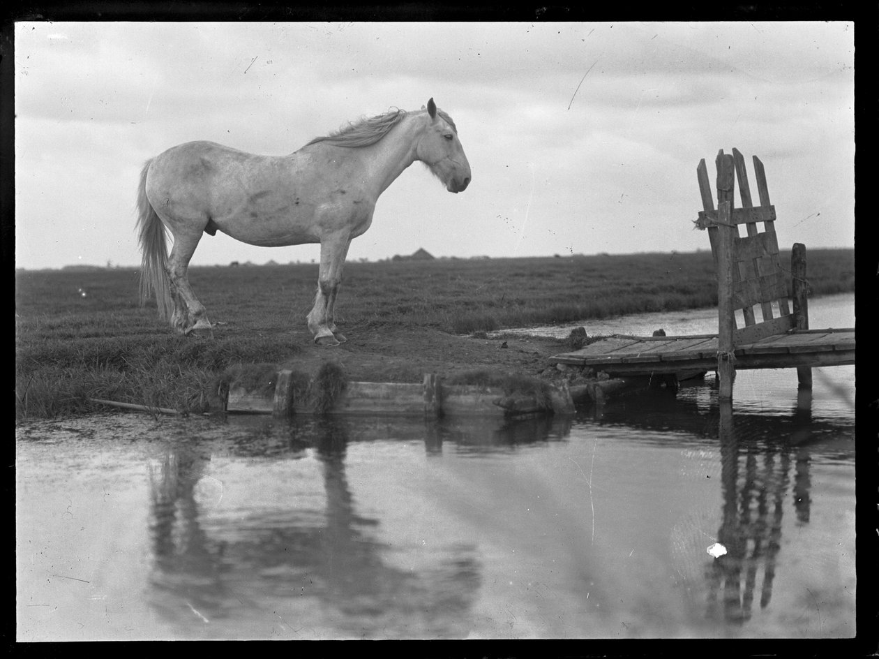 Eenzame paard door Ferdinand Schmutzer