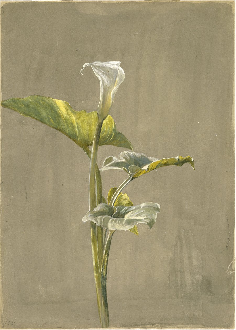 Calla-lelie, 1875 door Fidelia Bridges