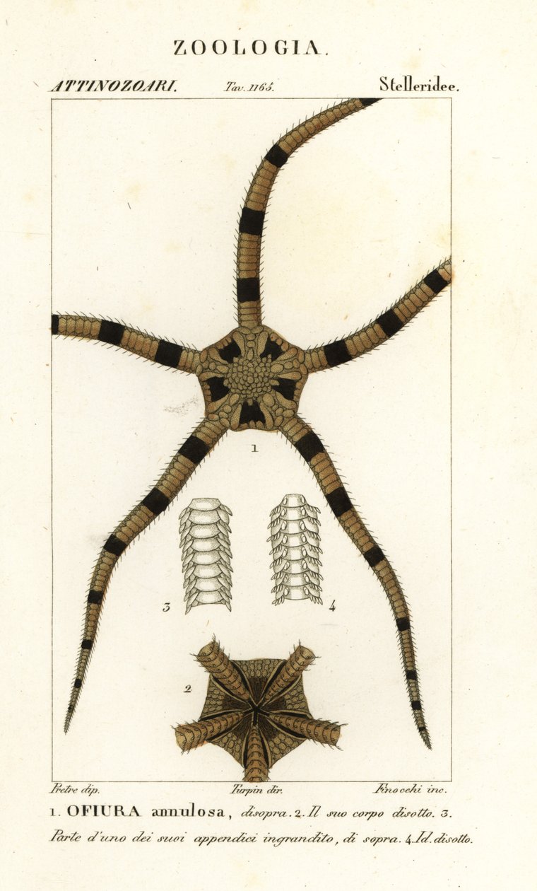 Brosse zeester, Ophiomastix annulosa, Ophiura annulosa door Finocchi Finocchi