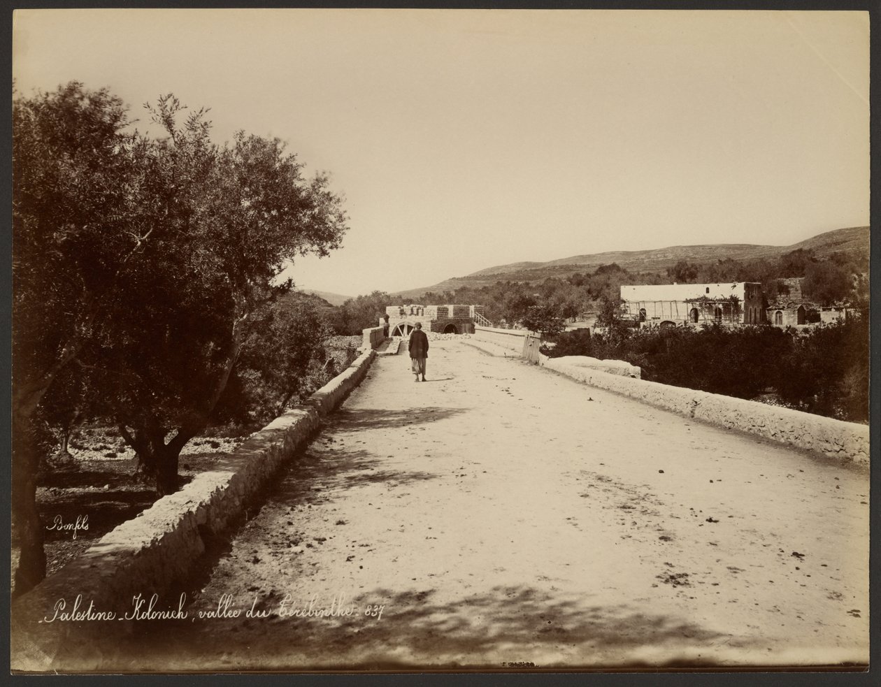Palestina - Kolonick, Terebinthal door Félix Bonfils