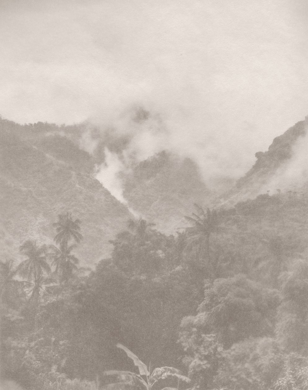 Mistige Jungle 3, 2024 door Florent Bodart