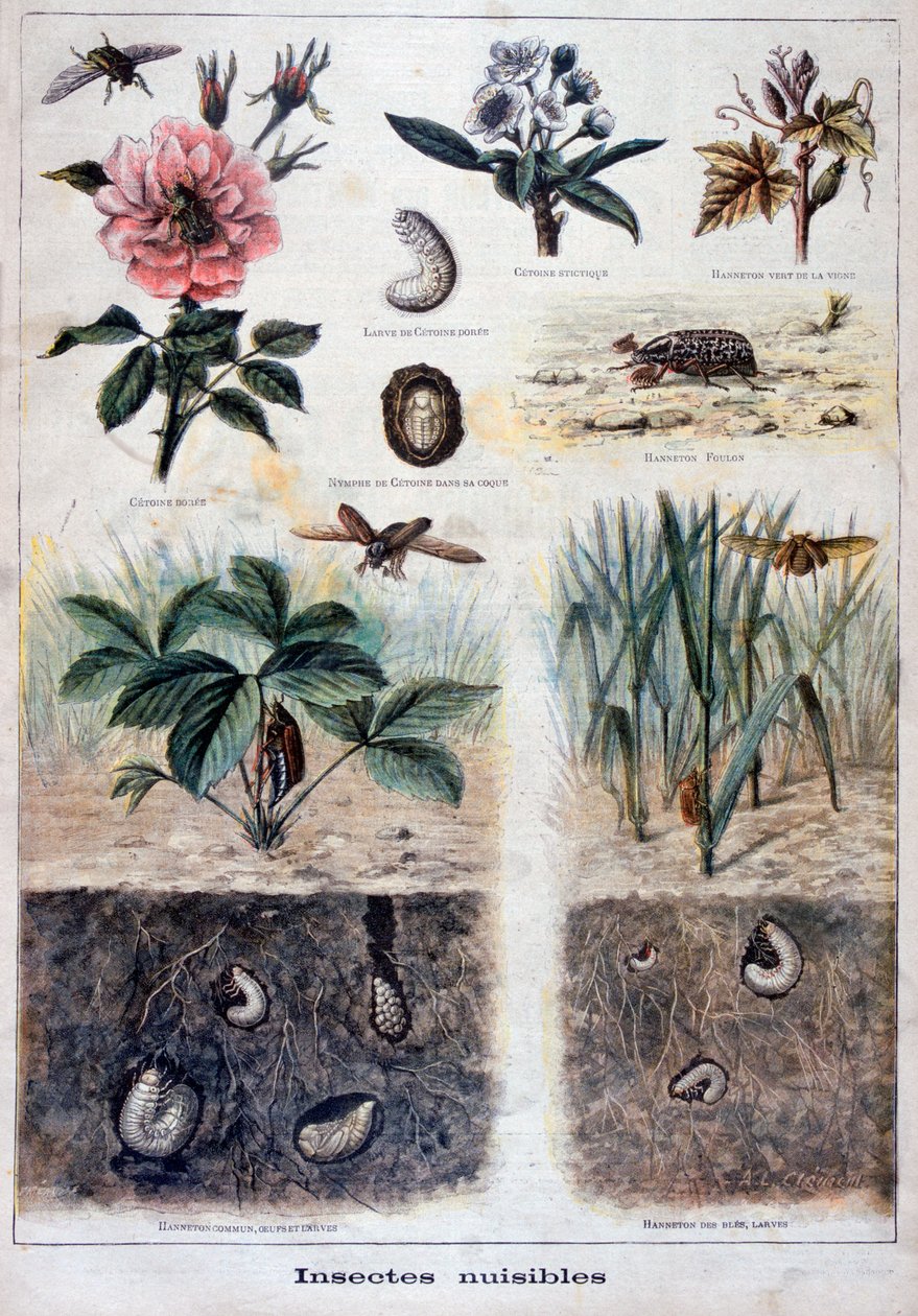 Schadelijke insecten, 1897 door Fortuné Méaulle