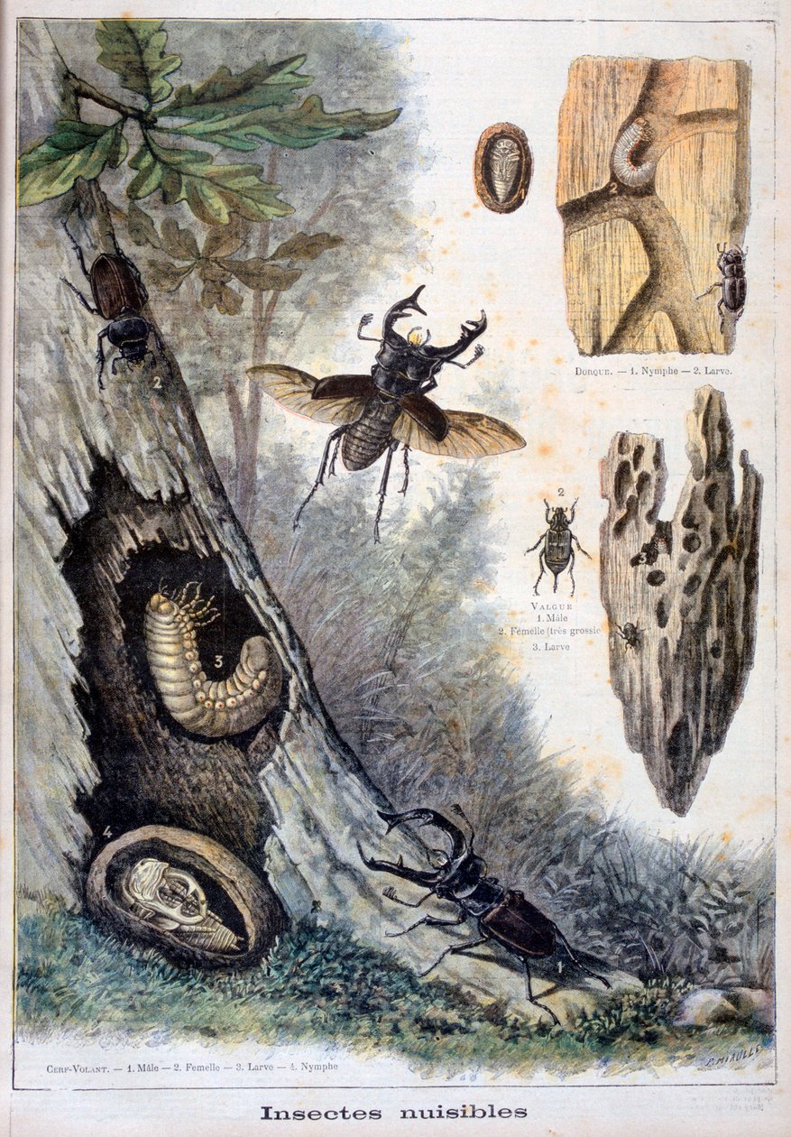 Schadelijke insecten door Fortuné Méaulle