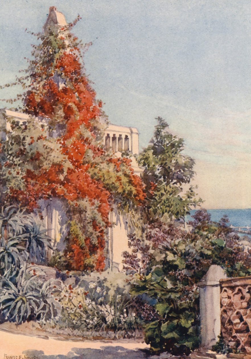 Bougainvillaea, Algiers door Frances Nesbitt