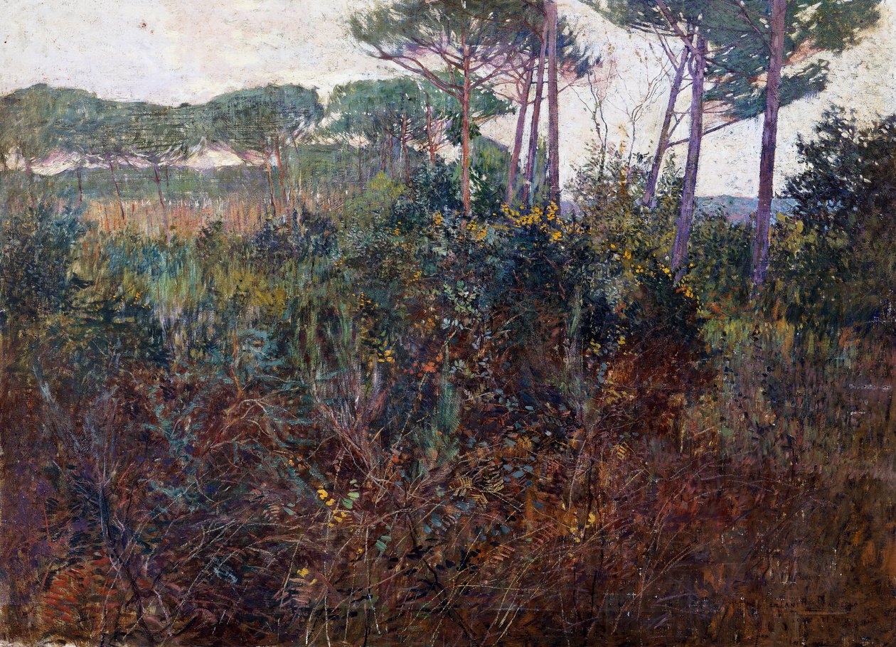 Pijnboombossen in Torre del Lago door Francesco Fanelli