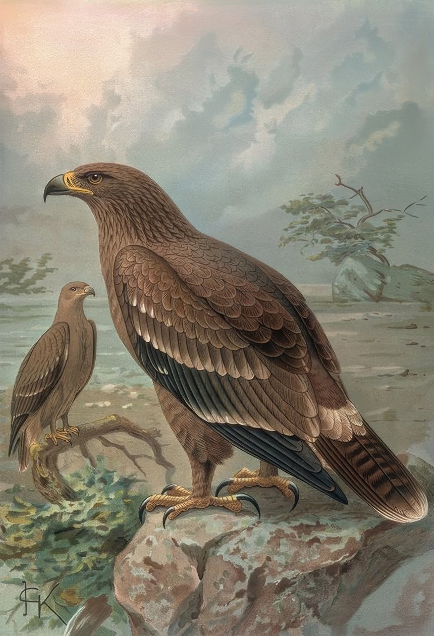 Gravure - Adelaar van Nepal - Vrouwtjes - Aquila nipalensis door Francia