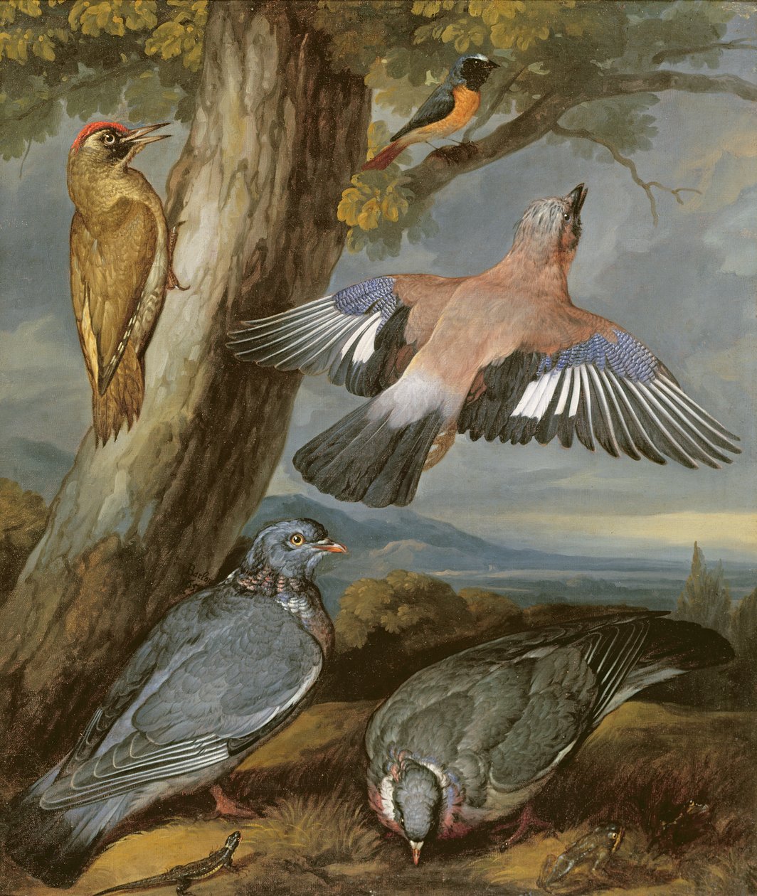 Gaai, groene specht, duiven en roodstaart, ca. 1650 door Francis Barlow