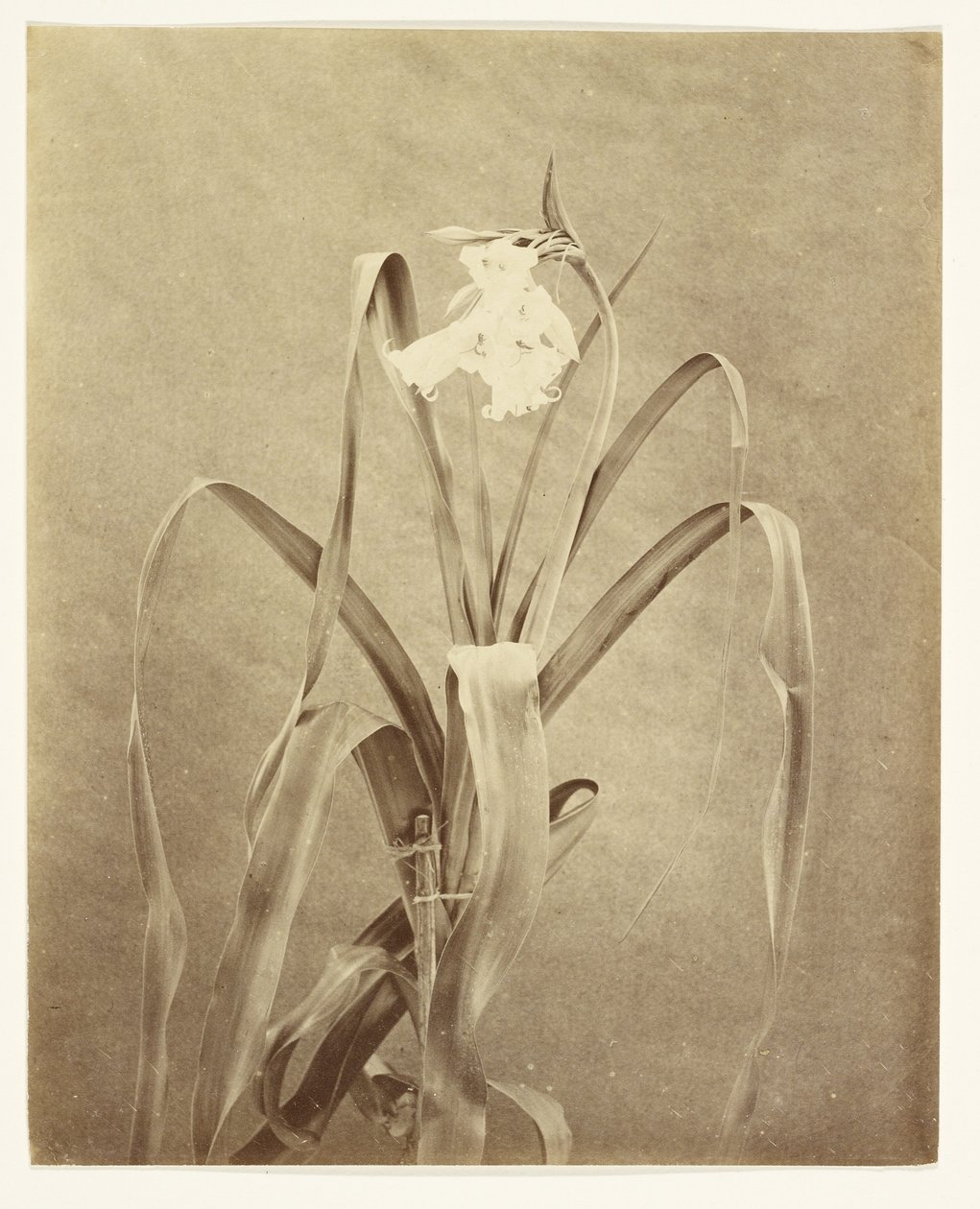[Bloemen] door Francis Edmond Currey
