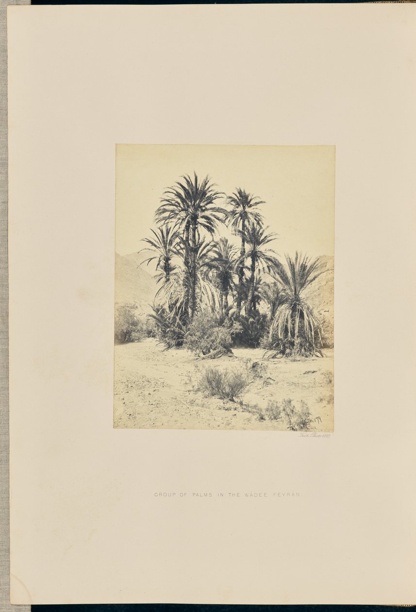 Groep palmen in de Wadee Feyran door Francis Frith