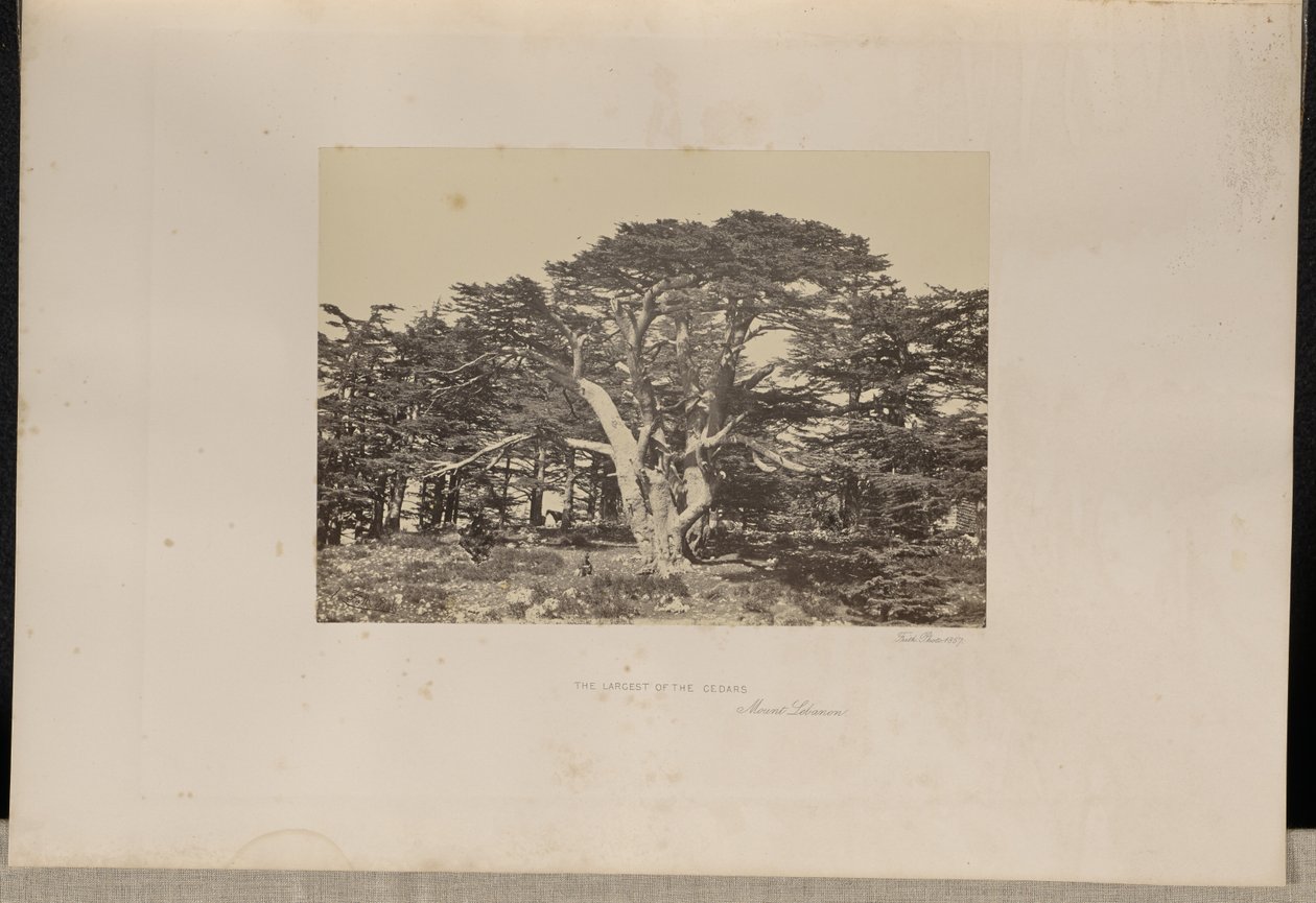 De grootste ceder, de Libanonberg door Francis Frith