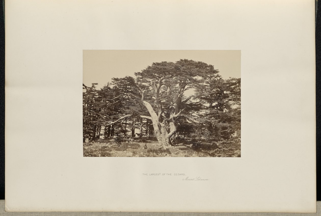 De grootste ceder, de Libanonberg door Francis Frith