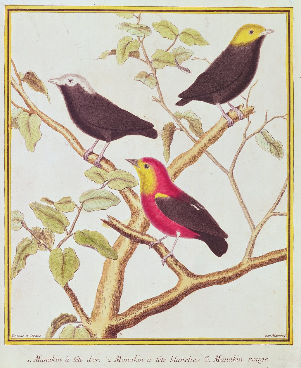 Manakins door Francois Nicolas Martinet